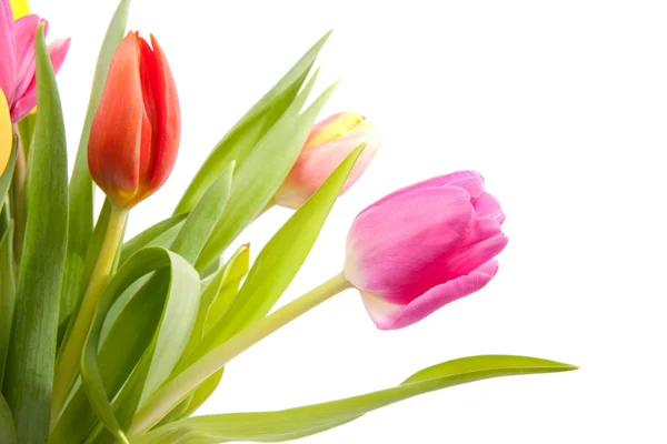 Boeket van Nederlandse tulpen in close-up — Stockfoto