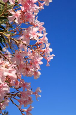 güzel pembe zakkum çiçekleri