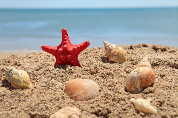 Красная морская звезда на пляже — стоковое фото