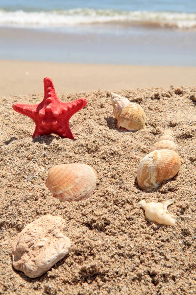 Красная морская звезда на пляже — стоковое фото