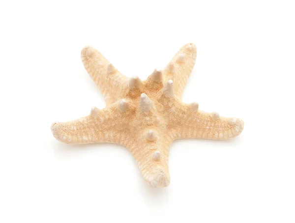 Starfish in closeup — Stok fotoğraf