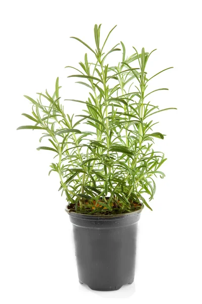 Fresh rosemary herb in pot — Stock Photo, Image