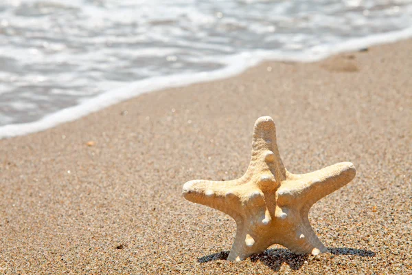Starfish in de buurt van de zee — Stockfoto