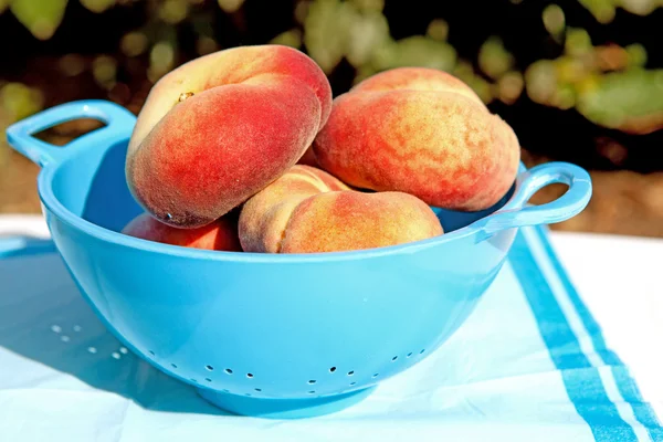 Färska persikor i blå durkslag — Stockfoto