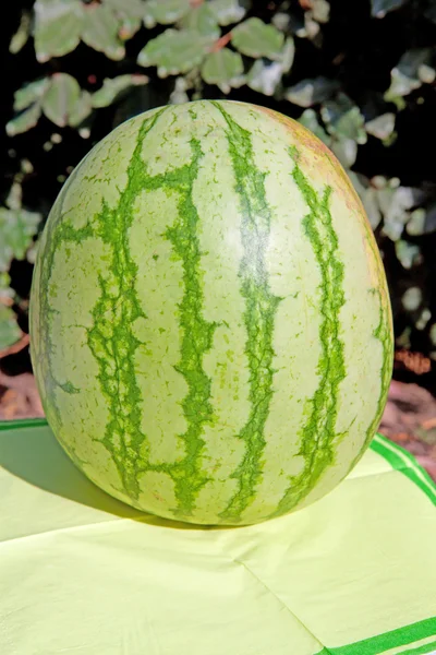 Melon woda świeży — Zdjęcie stockowe