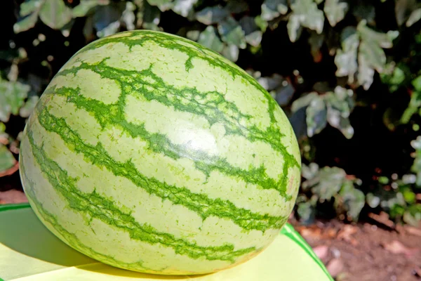 Melon woda świeży — Zdjęcie stockowe