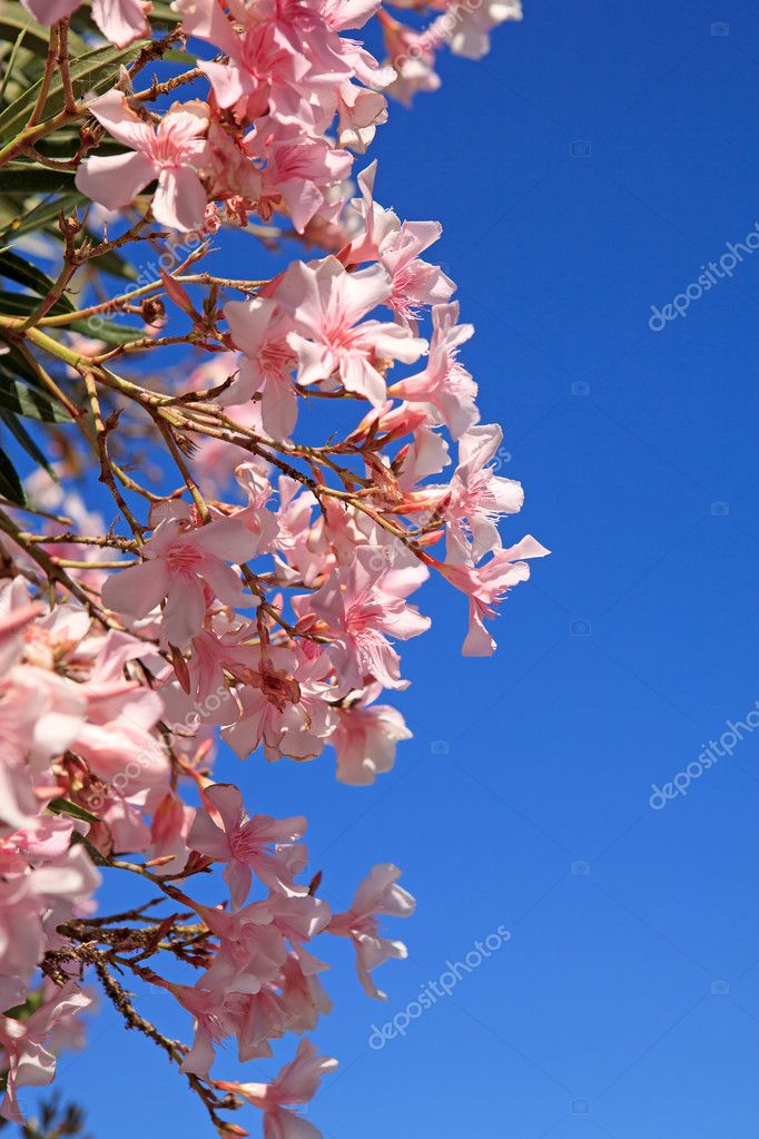 Fleurs De Laurier Rose Belle Photographie Sannie32 3648971