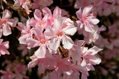 Beautiful pink oleander flower clipart