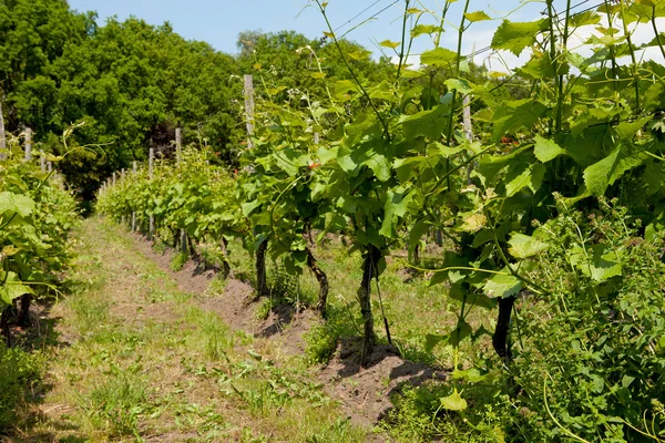 Dutch vineyard — Stock Photo, Image