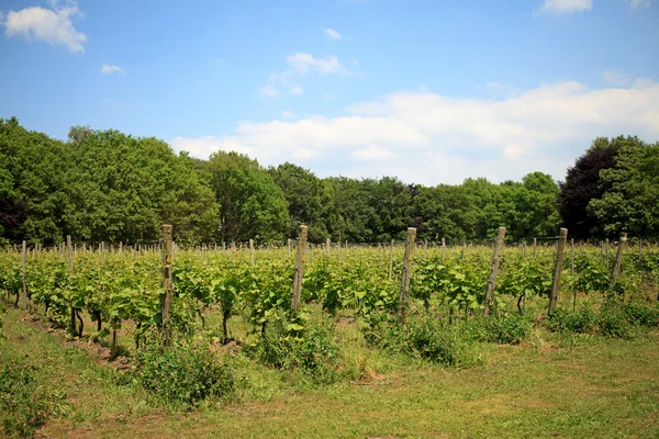 Holandský vinice — Stock fotografie