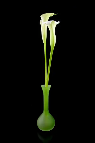 Beautiful white Calla lilies — Stock Photo, Image