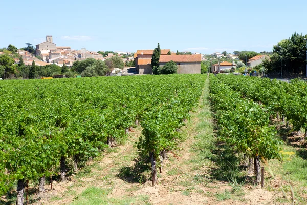 Виноградниками по Вальрас у Франції — стокове фото