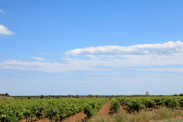 ブドウ畑の美しい空と雲 — ストック写真