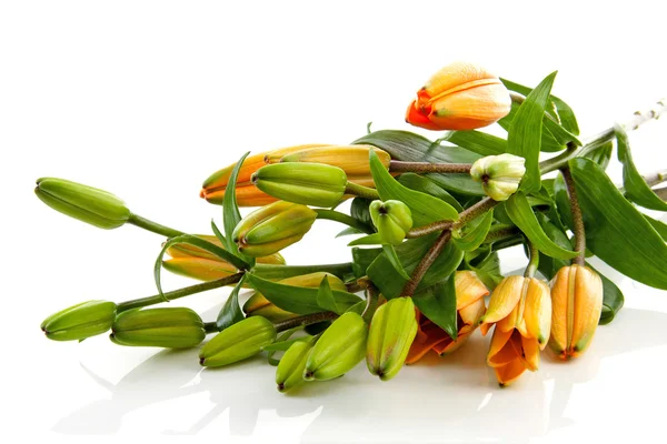 Brindille de fleurs de lis orange — Photo