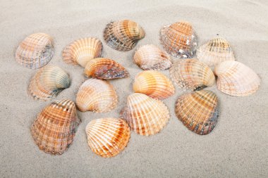 Beach with shells clipart