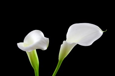 Beautiful white Calla lilies clipart