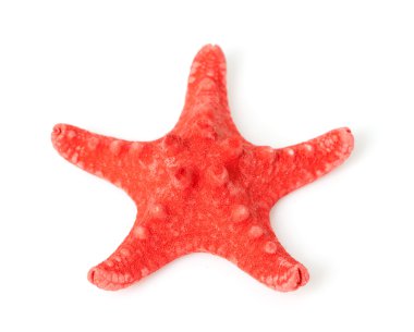 kırmızı deniz yıldızı