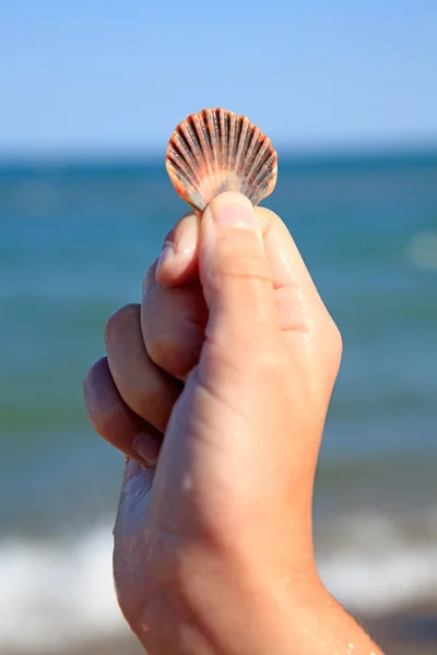 Χέρι κρατά κέλυφος κοντά στον ωκεανό — Φωτογραφία Αρχείου