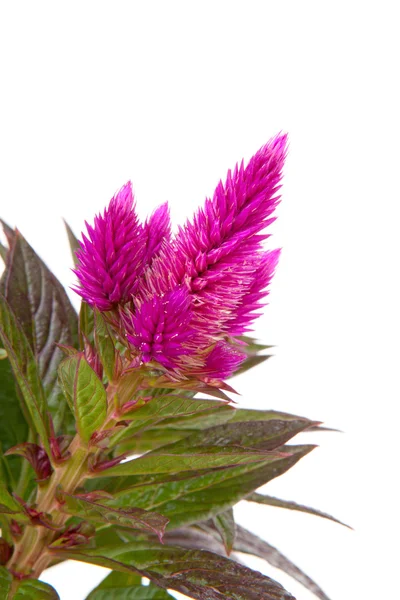 粉红色的鸡冠花委内瑞拉植物 — 图库照片