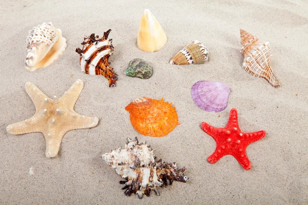 美丽多彩的贝壳在海滩上 — 图库照片