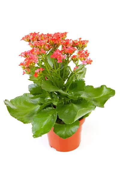 Roze kalanchoe plant — Stockfoto