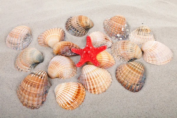 Strand mit Muscheln und roten Seesternen — Stockfoto