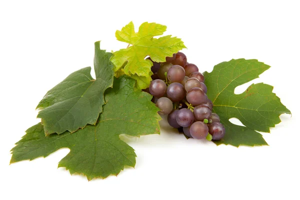 Кластер голубого винограда — стоковое фото