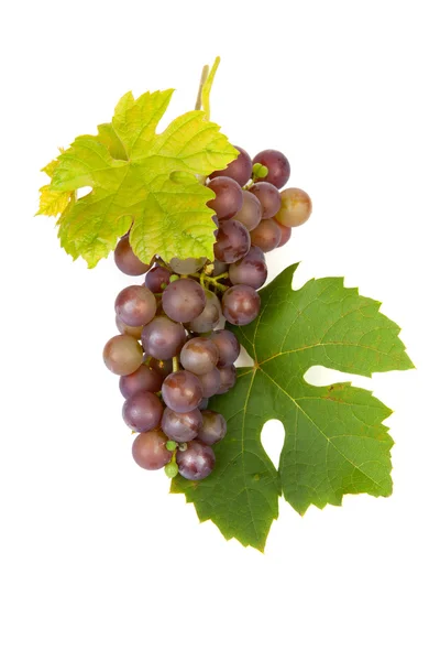 Cluster of blue grapes — Stock Photo, Image