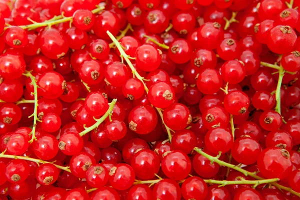 Background of red berries — Stock Photo, Image
