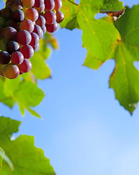 Border of grapes — Stock Photo, Image