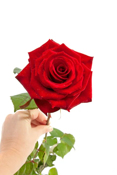 Ręka trzyma czerwona róża — Zdjęcie stockowe