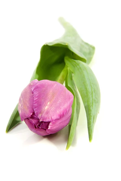 En lila tulpan — Stockfoto