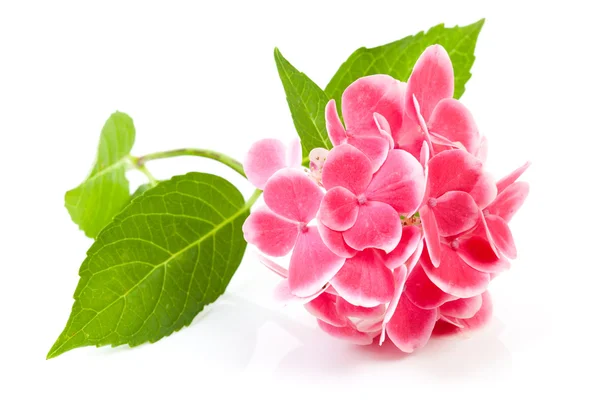 Roze hortensia bloem — Stockfoto