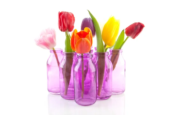 Tulipas holandesas coloridas em pequenos vasos rosa — Fotografia de Stock