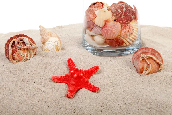 Red starfish and shells on sand — Stock Photo, Image