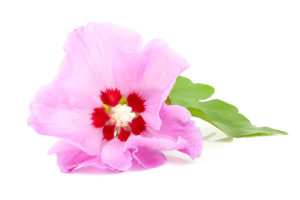 ピンクハイビスカスの花 — ストック写真