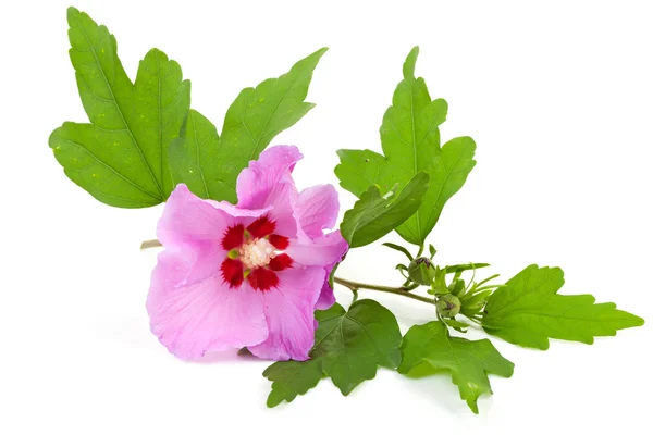 Rosa hibiskusblomma — Stockfoto