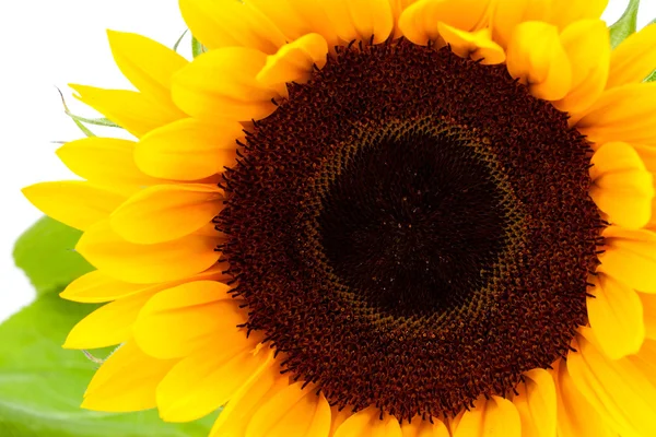 Mooie zonnebloem in close-up — Stockfoto