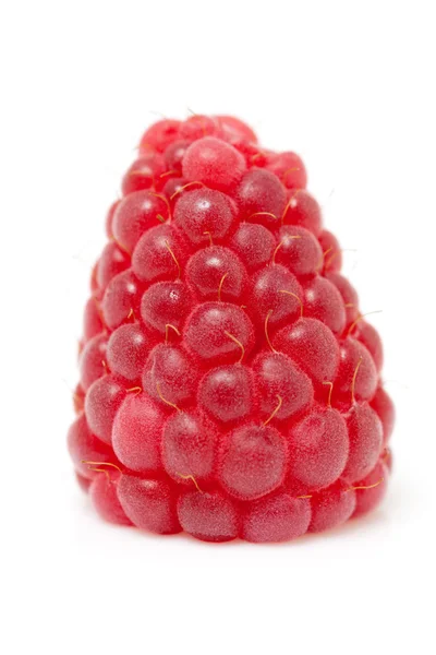 One raspberry in closeup — Stock Photo, Image