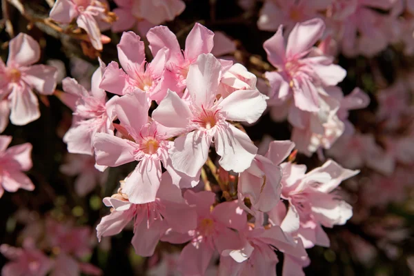Bellissimo fiore di oleandro rosa — Foto Stock