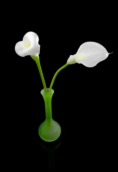 Krásné bílé lilie calla — Stock fotografie