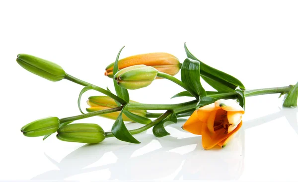 Twig of orange lily flowers — Stock Photo, Image