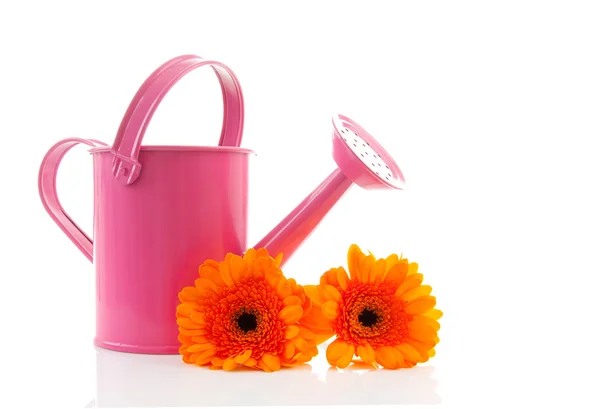 粉红色喷壶和格柏鲜花 — 图库照片