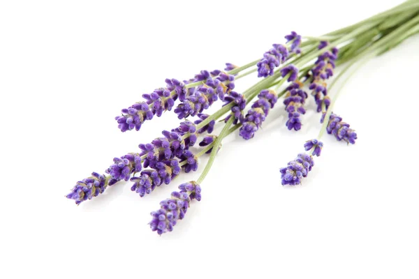 Kvistar lavendel — Stockfoto