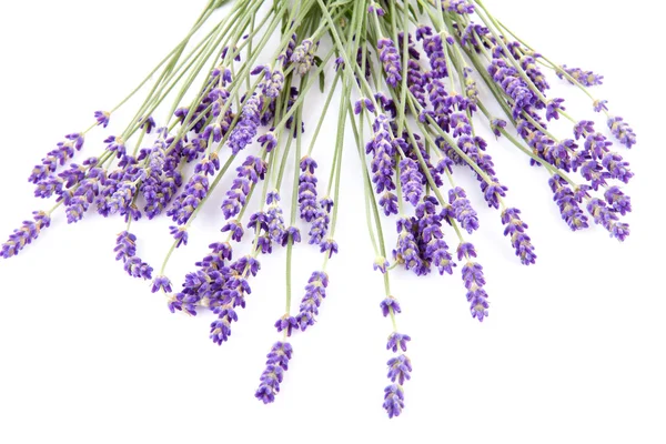 Lavender over white background — Stock Photo, Image