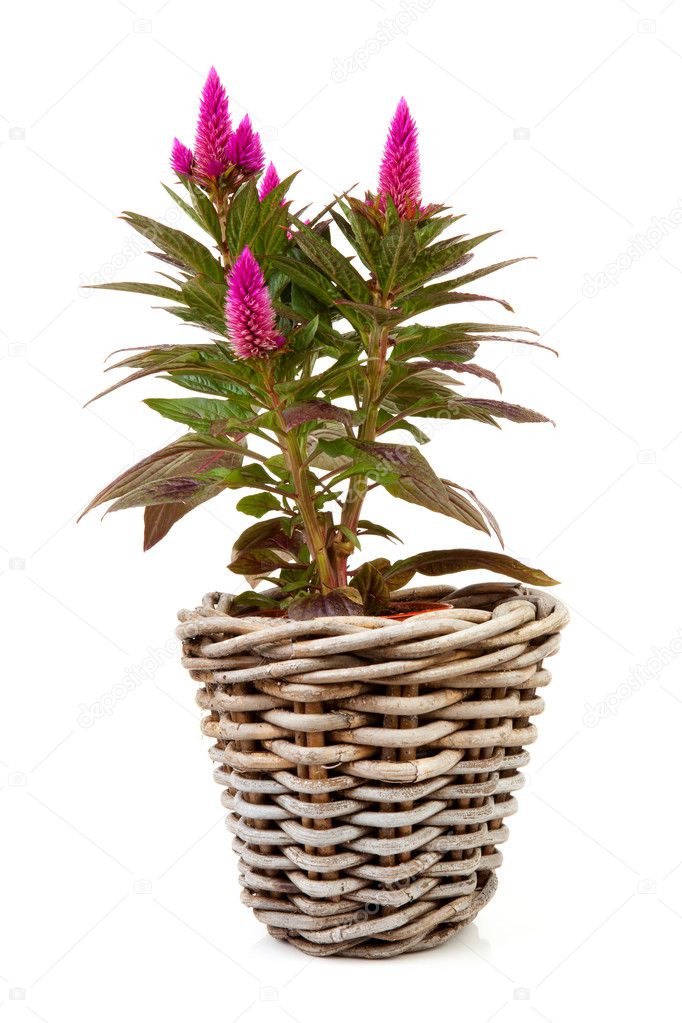 Pink Celosia Venezuela plant