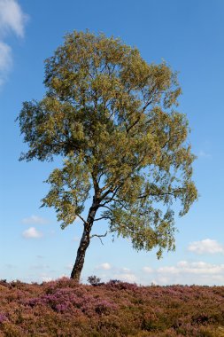 White birch on field of heath clipart