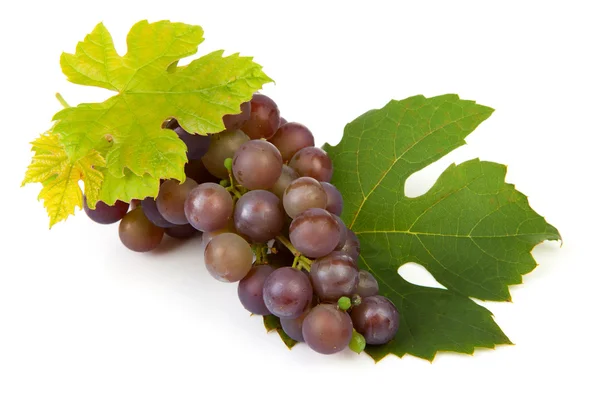 Grono winogrona granatowe — Zdjęcie stockowe