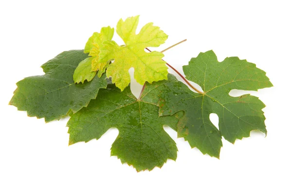 Leaves of grapes — Stock Photo, Image