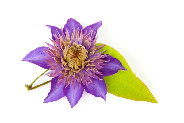 Fialový clematis květina — Stock fotografie